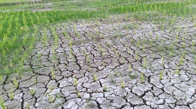 Kondisi sawah salah satu petani di Bukit Biru. (M. As'ari/Lingkarkaltim)