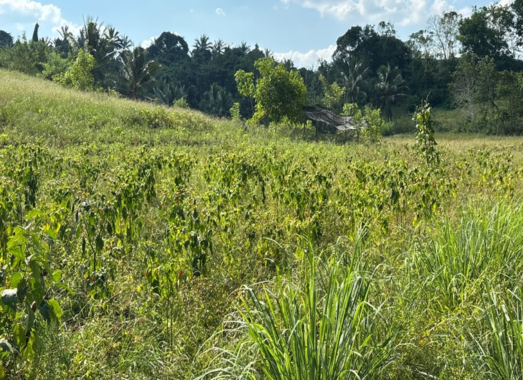 Lahan Pertanian Cabai
