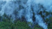 Kebakaran hutan dan lahan (Karhutla) di kawasan hutan Kec. sanga sanga. (Doc. Disdamkarmatan Kukar)