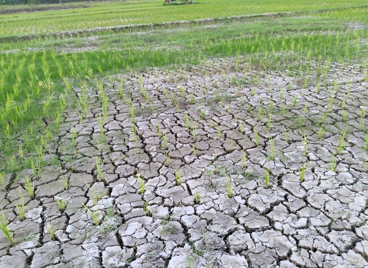 Kondisi sawah salah satu petani di Bukit Biru. (M. As'ari/Lingkarkaltim)