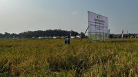 Kondisi kemarau panjang membuat hasil produksi padi di Berau menuru.(Dok.Humas Berau)