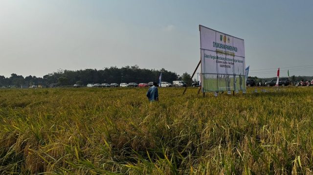 Kondisi kemarau panjang membuat hasil produksi padi di Berau menuru.(Dok.Humas Berau)