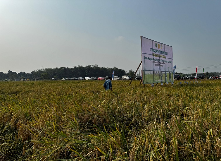 Kondisi kemarau panjang membuat hasil produksi padi di Berau menuru.(Dok.Humas Berau)