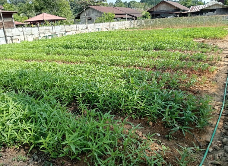 Lahan SAE milik Lapas Kelas IIA Tenggarong di Jalan Mangkuraja, Kelurahan Loa Ipuh. (M. As'ari/Lingkarkaltim)