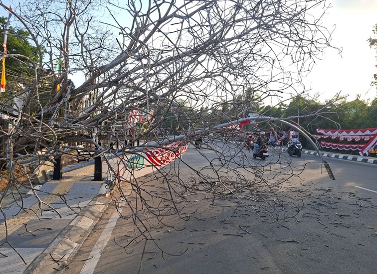 Pohon Kering yang rubuh di pinggir jalan Imam bonjol depan PSC 119, Tenggarong, Jumat (7/8/26).