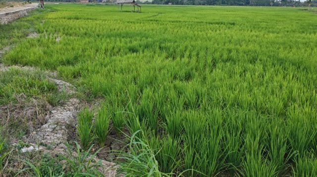 Persawahan di Kelurahan Bukit Biru yang mengalami kekeringan. (M. As'ari/Lingkar Kaltim)