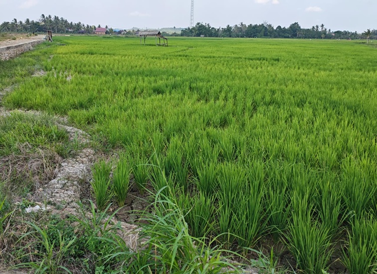 Persawahan di Kelurahan Bukit Biru yang mengalami kekeringan. (M. As'ari/Lingkar Kaltim)