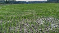 Sawah petani yang terlihat kekeringan. (M. As'ari/Lingkarkaltim)