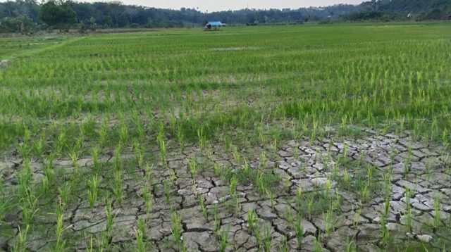 Sawah petani yang terlihat kekeringan. (M. As'ari/Lingkarkaltim)