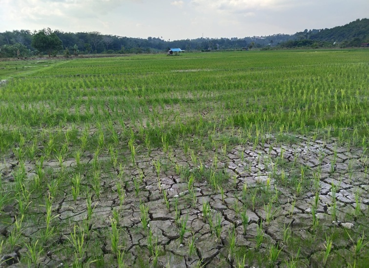 Sawah petani yang terlihat kekeringan. (M. As'ari/Lingkarkaltim)