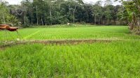 Petani Lahan pertanian di Kukar, Sabtu (12/9/2026) (Rizki/Lingkarkaltim)