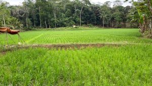 Lahan pertanian di Kukar, Sabtu (12/9/2026) (Rizki/Lingkarkaltim)