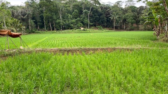 Lahan pertanian di Kukar, Sabtu (12/9/2026) (Rizki/Lingkarkaltim)