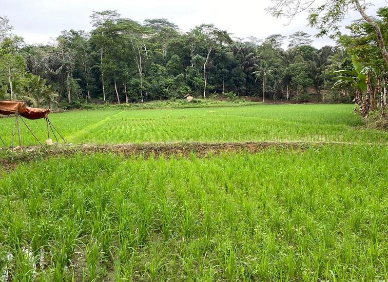 Lahan pertanian di Kukar, Sabtu (12/9/2026) (Rizki/Lingkarkaltim)