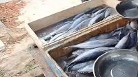 Ikan laut, Senin (21/9/2026) (Rizki/Lingkarkaltim)
