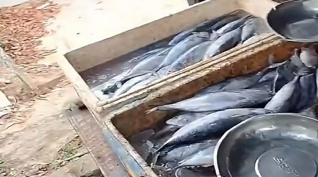 Ikan laut, Senin (21/9/2026) (Rizki/Lingkarkaltim)