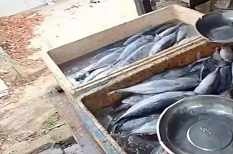 Ikan laut, Senin (21/9/2026) (Rizki/Lingkarkaltim)