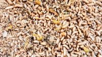 larva Magot atau larva atau belatung dari jenis lalat tentara hitam. (Doc. Syahrian)