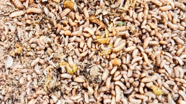 Magot atau larva atau belatung dari jenis lalat tentara hitam. (Doc. Syahrian)