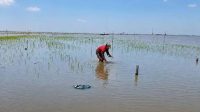 Petani yang tengah bercocok tanam di Danau Semayang. (Foto: Dok. Pusaran Media)