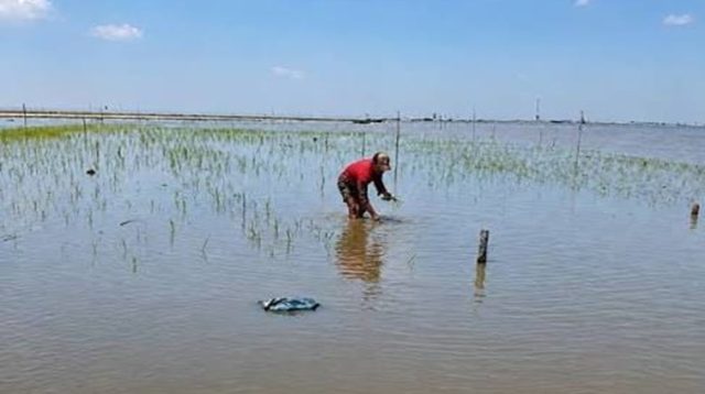 Petani yang tengah bercocok tanam di Danau Semayang. (Foto: Dok. Pusaran Media)