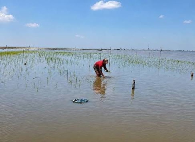 Petani yang tengah bercocok tanam di Danau Semayang. (Foto: Dok. Pusaran Media)