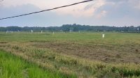 Area persawahan di Kecamatan Sebulu. (M. As'ari/Lingkar Kaltim)