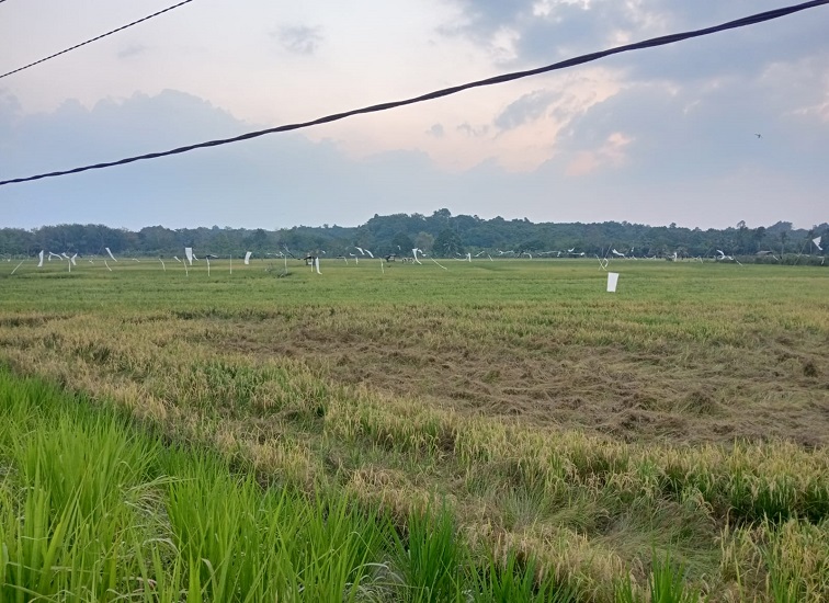 Area persawahan di Kecamatan Sebulu. (M. As'ari/Lingkar Kaltim)