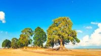 Objek Wisata Tanjung Halat Desa Sangkuliman, Kecamatan Kota Bangun. (Istimewa)