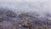 Karhutla di Wilayah Kecamatan Muara Muntai (Dok. Relawan Damkar Kukar)
