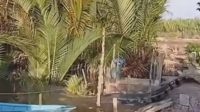 Aktivitas Buaya Muara Di Kelurahan Muara Kembang, Kecamatan Muara Jawa (Dok. Istimewa)