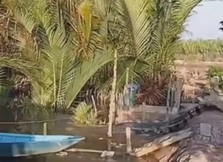 Aktivitas Buaya Muara Di Kelurahan Muara Kembang, Kecamatan Muara Jawa (Dok. Istimewa)