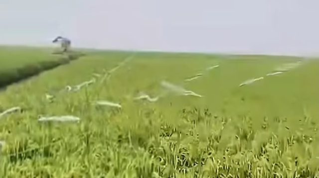 Padi sawah siap panen di Danau Semayang, Selasa (27/10/2026) (Rizki/Lingkarkaltim)