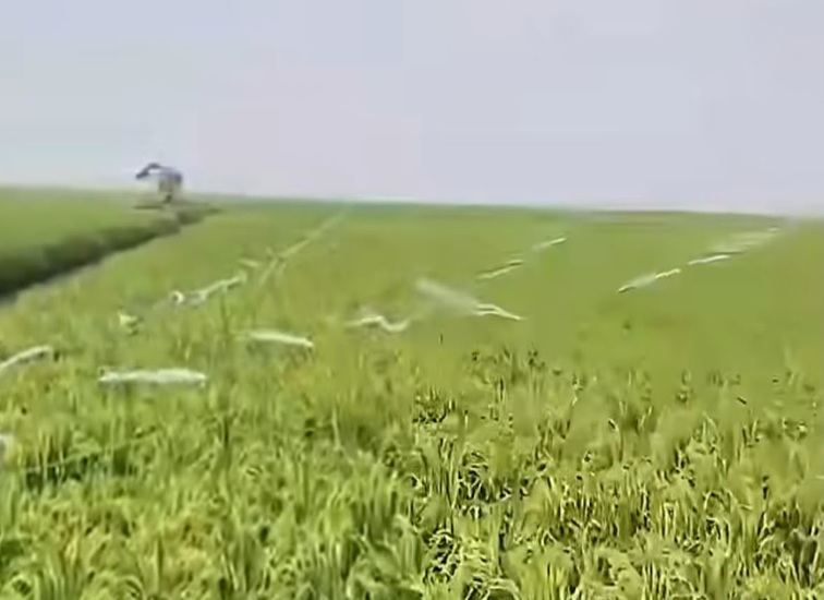 Padi sawah siap panen di Danau Semayang, Selasa (27/10/2026) (Rizki/Lingkarkaltim)