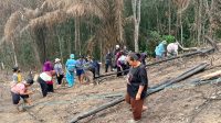 Masyarakat adat Dayak Basap Lebo masih mempertahankan tradisi nugal atau menanam padi sebagai bagian dari kehidupan Bersama. (Nadzriel/Lingkarkaltim)
