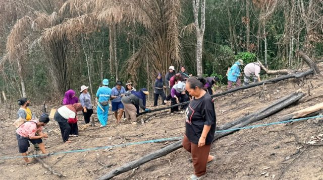 Masyarakat adat Dayak Basap Lebo masih mempertahankan tradisi nugal atau menanam padi sebagai bagian dari kehidupan Bersama. (Nadzriel/Lingkarkaltim)